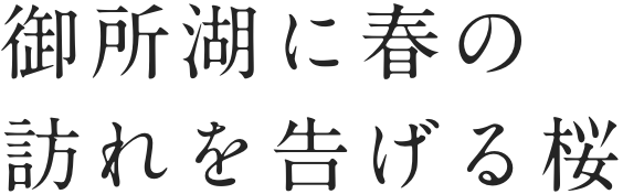 御所湖に春の訪れを告げる桜